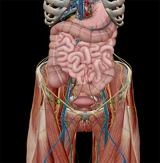 Diagram Of Male Groin Area : A 29-year-old male with right groin pain